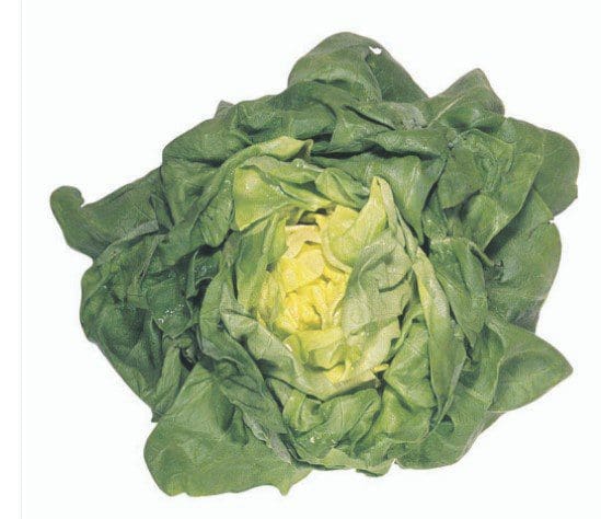 Butter Lettuce Butter Lettuce