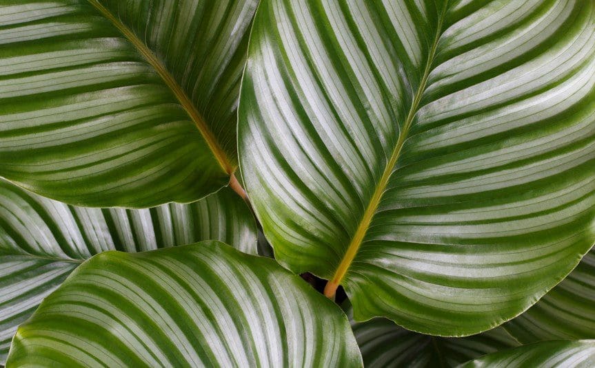 Calathea Medallion Calathea Medallion
