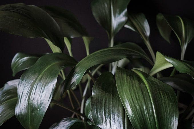 Cast Iron Plant Cast Iron Plant