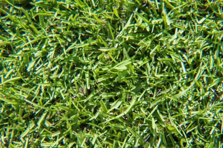 Centipede Grass Centipede Grass