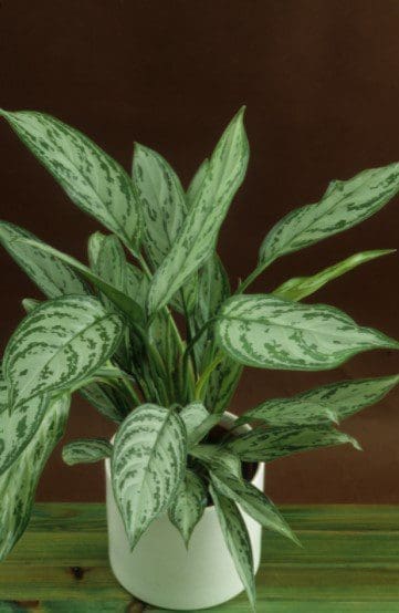 Chinese evergreens-Aglaonema Chinese evergreens-Aglaonema