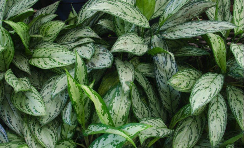 Chinese evergreens Chinese evergreens