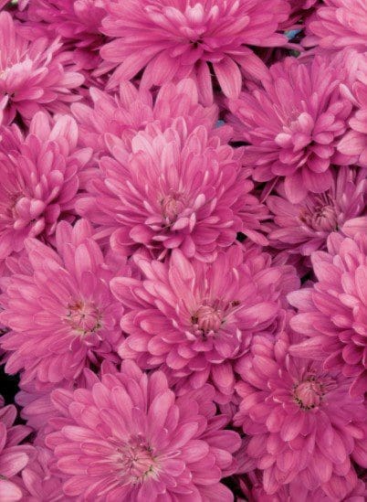 Chrysanthemum blooms Chrysanthemum blooms