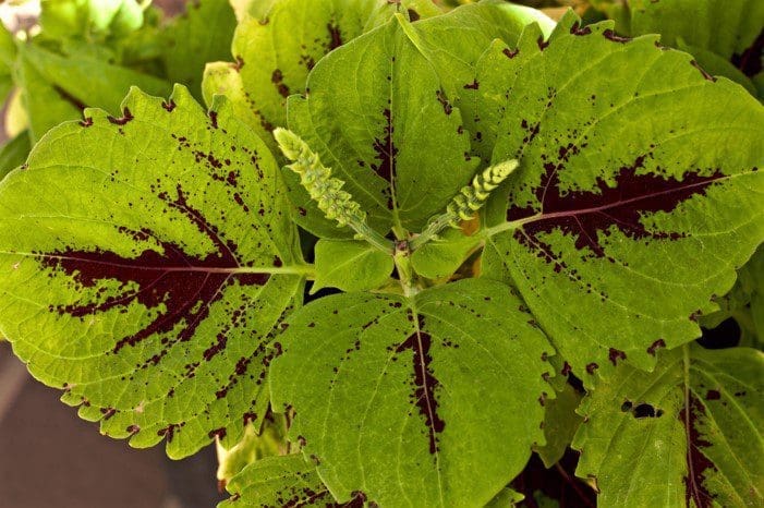 Coleus Coleus