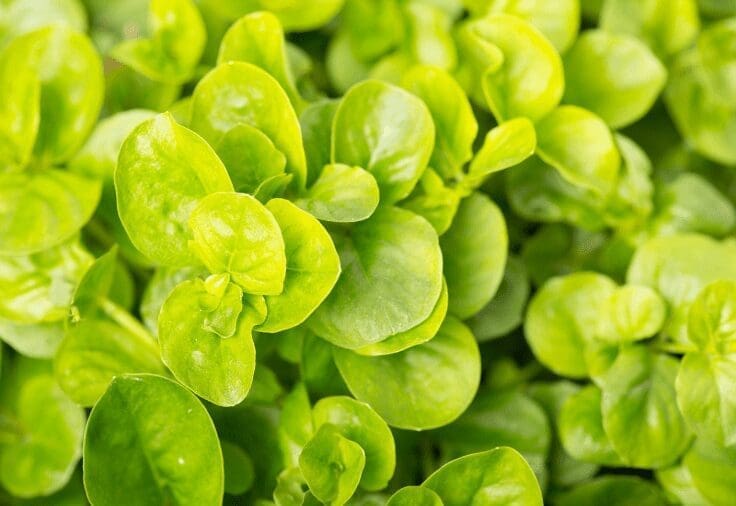 Creeping Jenny