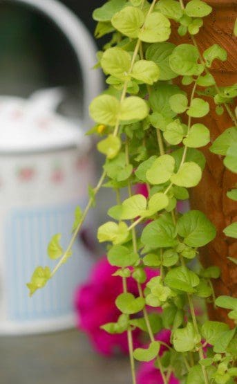 Creeping Jenny Hanging Creeping Jenny Hanging