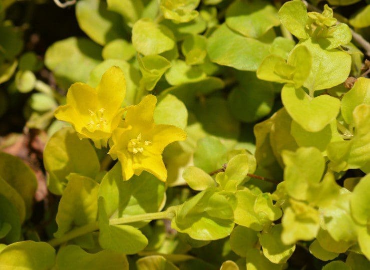 Creeping Jenny Creeping Jenny