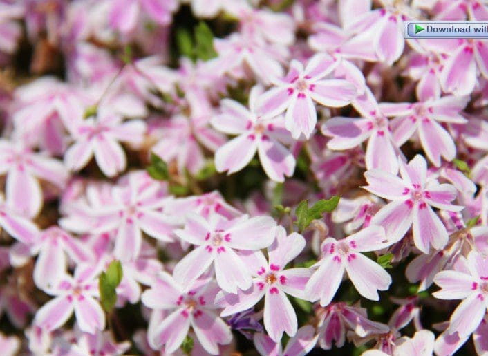 Creeping Phlox Vibrant pink creeping phlox blooming in a spring rock garden
