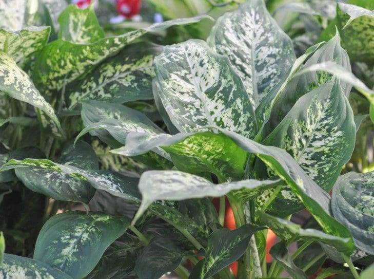 Dieffenbachia Plant Dieffenbachia Plant