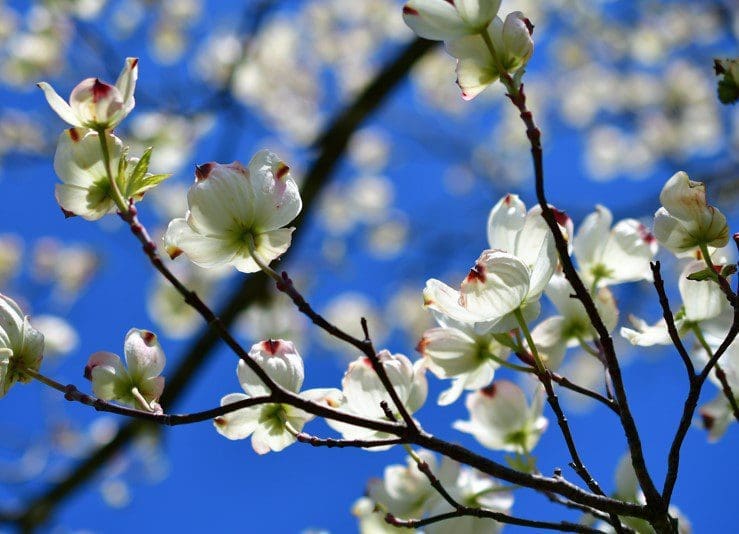Dogwood Tree Dogwood Tree