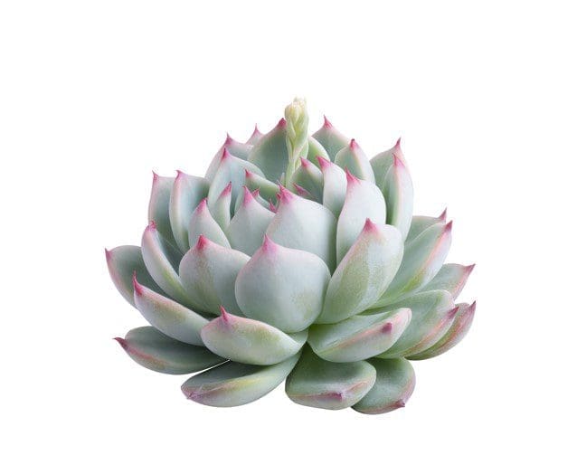 Echeveria Elegans Echeveria Elegans