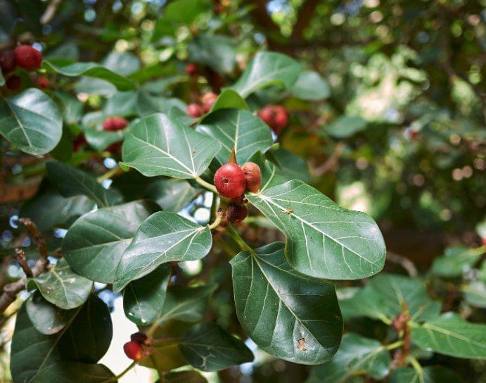 Ficus Audrey Ficus Audrey