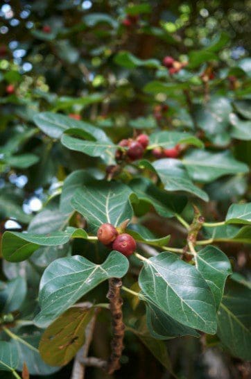 Ficus benghalensis Ficus benghalensis