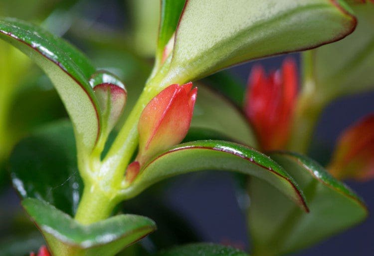 Goldfish Plant Goldfish Plant