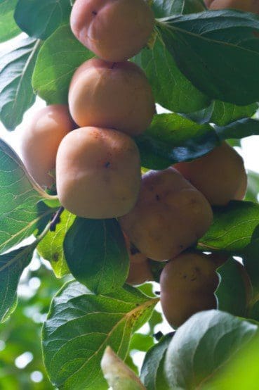 Hachiya Persimmon Hachiya Persimmon