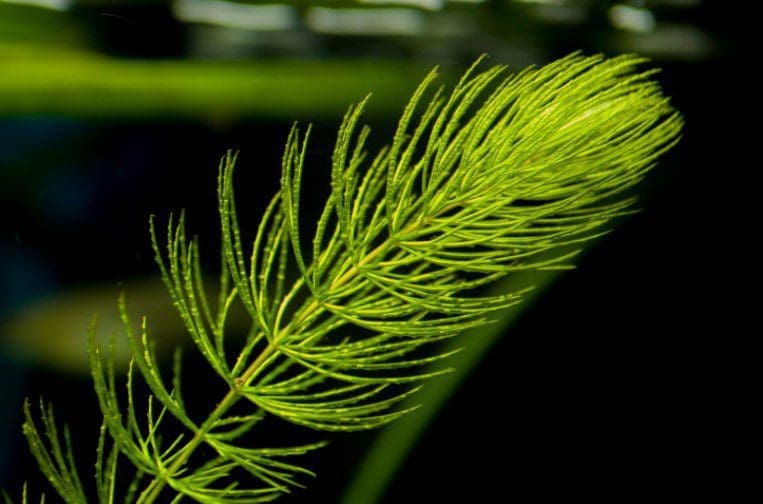 Hornwort Hornwort