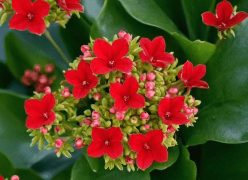 Kalanchoe blossfeldiana Kalanchoe blossfeldiana