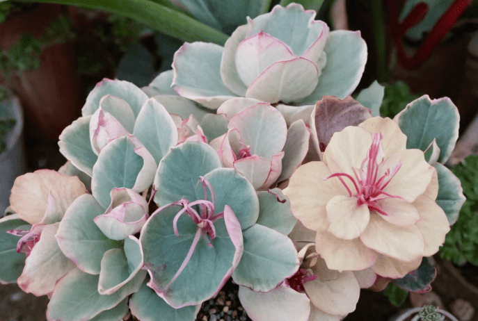Kalanchoe fedtschenkoi Kalanchoe fedtschenkoi