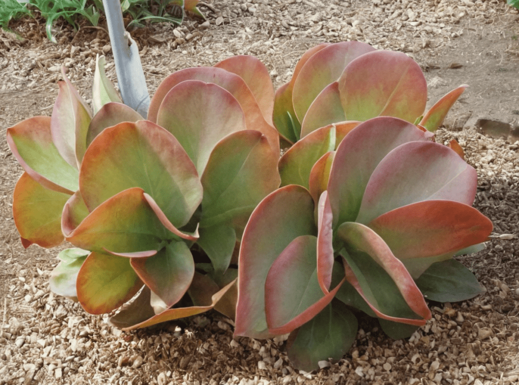 Kalanchoe thyrsiflora Kalanchoe thyrsiflora