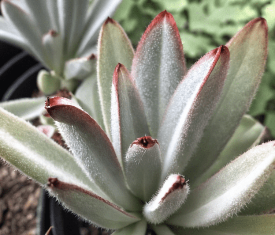 Kalanchoe tomentosa Kalanchoe tomentosa