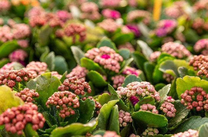 Kalanchoe Kalanchoe