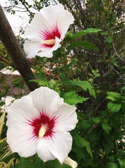 Lil Kim hibiscus Lil Kim hibiscus