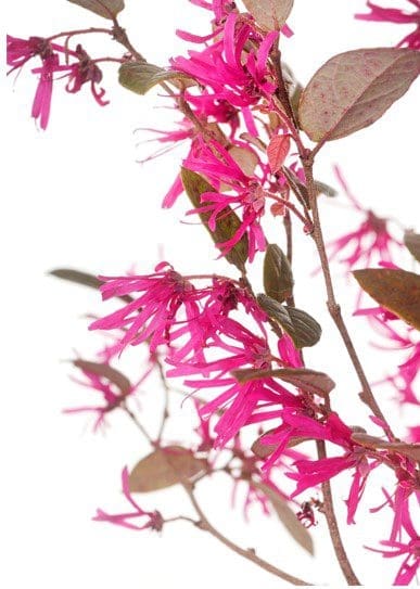 Loropetalum Chinense Loropetalum Chinense