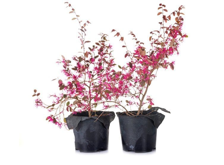 Loropetalum Loropetalum