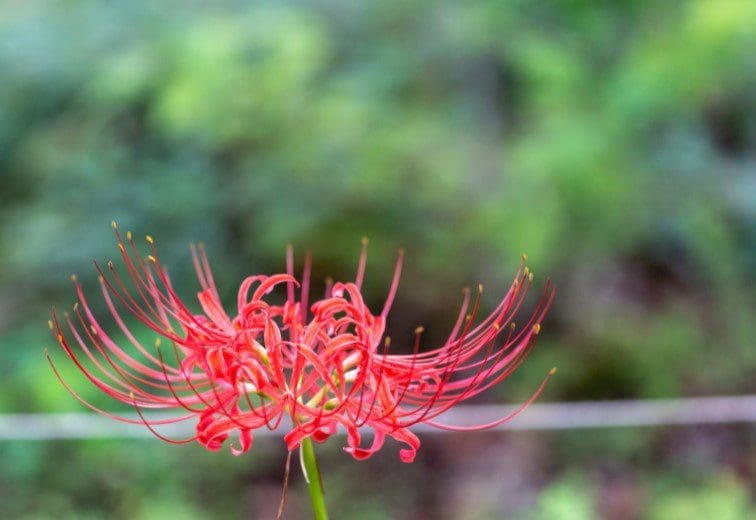 Lycoris Lycoris