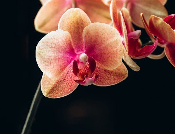 Moth orchid Moth orchid