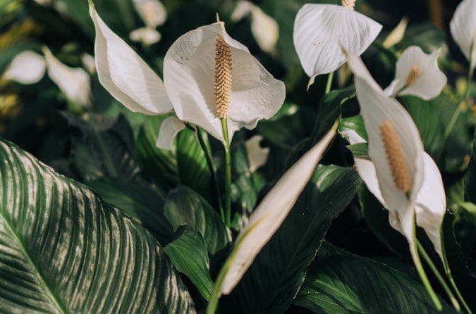 Peace lily Peace lily