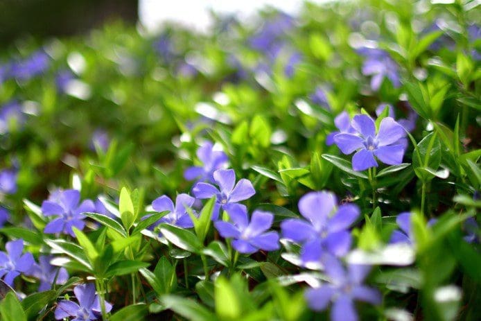 Periwinkle Plants Beautiful pink and purple periwinkle flowers blooming in a garden.