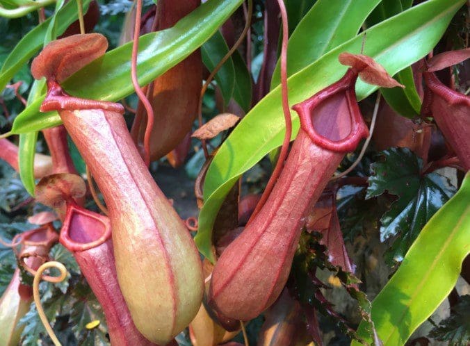 Pitcher Plants Pitcher Plants