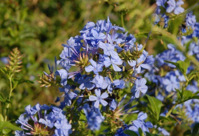 Plumbago auriculata A lush cluster of light sky-blue Plumbago auriculata flowers blooming in the sun.