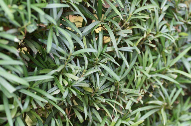 Podocarpus Podocarpus