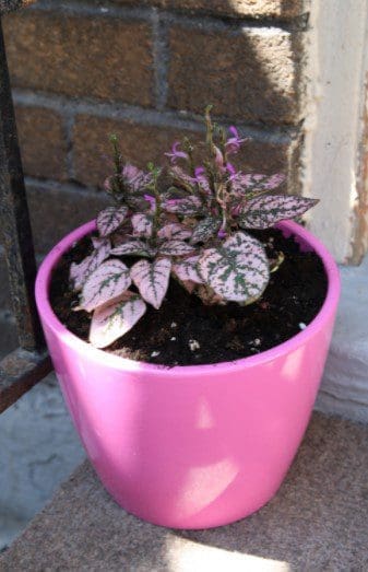 Polka Dot Plant in Pot Polka Dot Plant in Pot