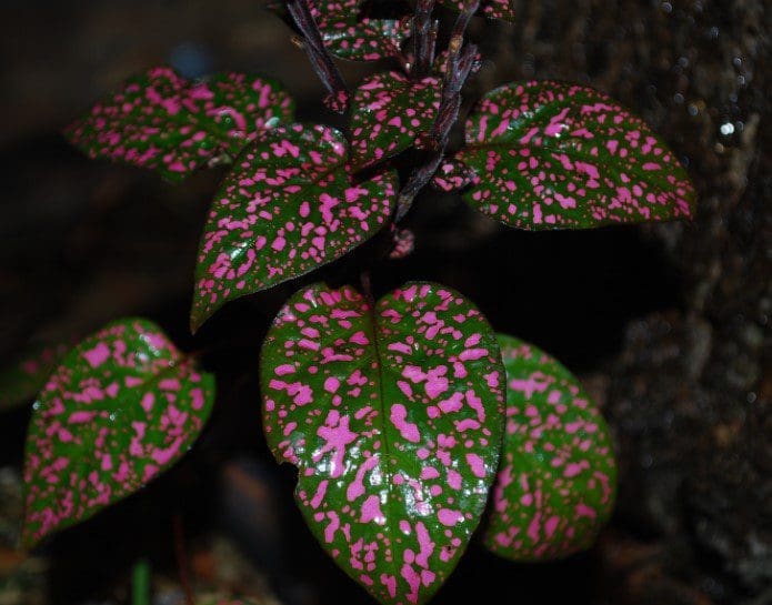 Polka Dot Plant Polka Dot Plant