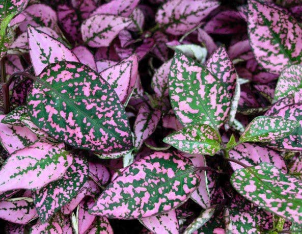 Polka Dot Plants Polka Dot Plants