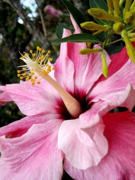 Purple Pillar Hibiscus Purple Pillar Hibiscus