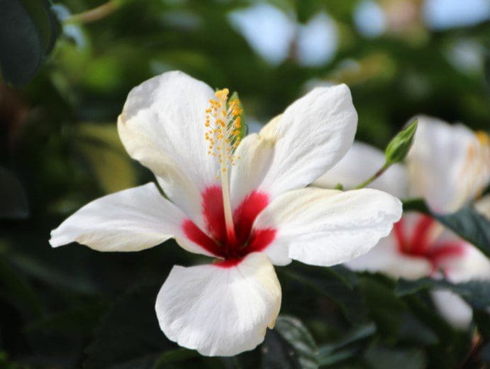 Red Heart Hibiscus Red Heart Hibiscus