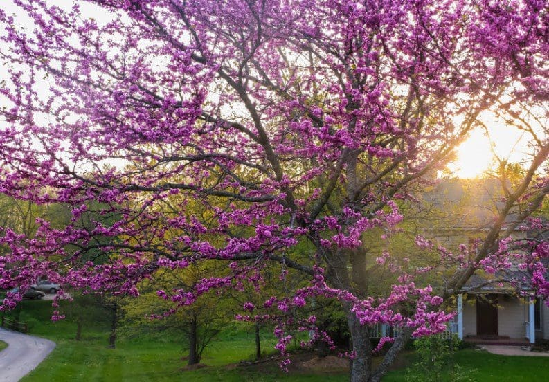 Redbud Tree Redbud Tree