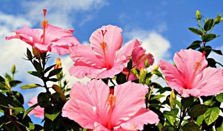 Rose of Sharon Rose of Sharon