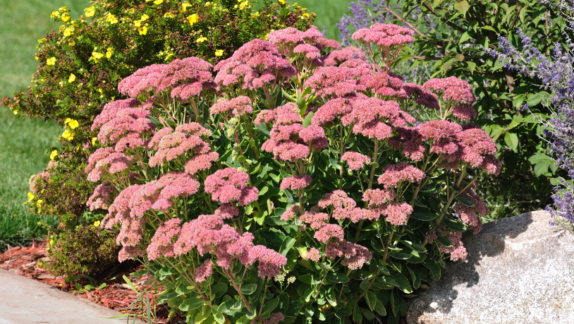 Sedum Autumn Joy Sedum Autumn Joy