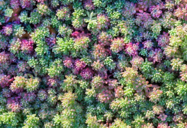 Planting Sedum Mats as a Ground Cover Carpet Sedum mat carpet installed as low-growing ground cover beside patio stones in a sunny driveway garden