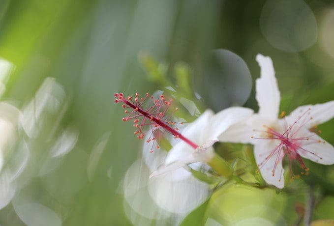 Sugar Tip Hibiscus Sugar Tip Hibiscus