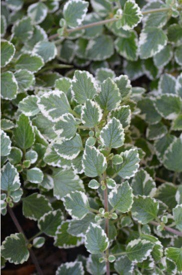 Variegated Swedish Ivy A beautiful variegated Swedish Ivy plant with white leaf margins.