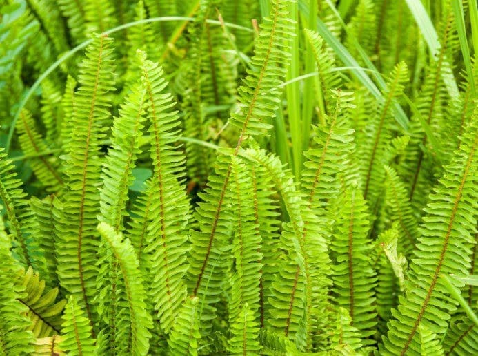 Sword Fern Sword Fern