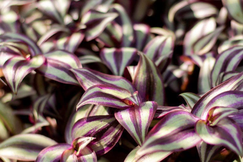Tradescantia Tradescantia