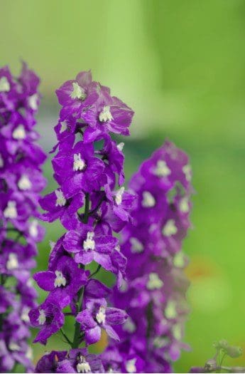 Violet Delphinium Violet Delphinium