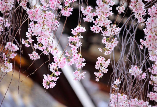 Weeping Cherry Tree Weeping Cherry Tree